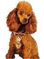 red colored Poodle